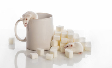 two white  mice crawling up the stairs from the sugar cubes and