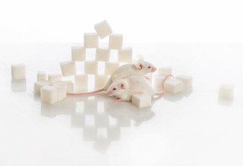 two white laboratory mice near the pyramid of sugar cubes, diabe