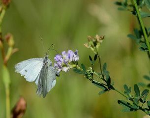 Moth clings to a wildflower