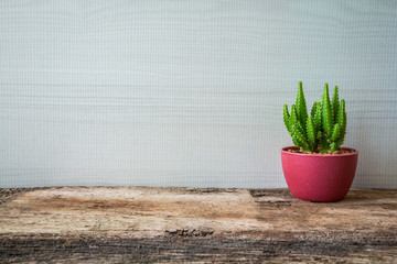 Cactus on wooden desk with white background
