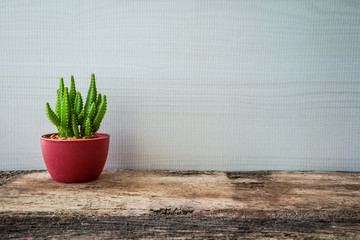 Cactus on wooden desk