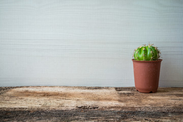 Cactus on wooden desk with white background