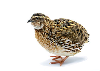 Laying hen of quail isolated on white background. Domesticated quails are important agriculture poultry 

