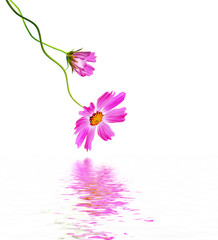 Cosmos flowers isolated on white background.