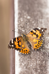 Fototapeta na wymiar close up of a beautiful orange color wild butterfly, resting on the edge of a wooden fence. wings are open. vertical orientation with copy space