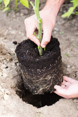 male hand seedling a young tomato plant into a previously dug hole in his private garden, close up, vertical