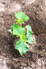 young organic cucumber plant in a backyard home garden. just planted, vertical
