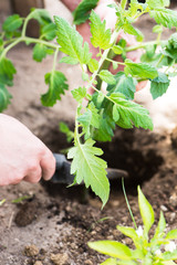 male hand seedling a young tomato plant with a shovel in his private garden, close up, vertical