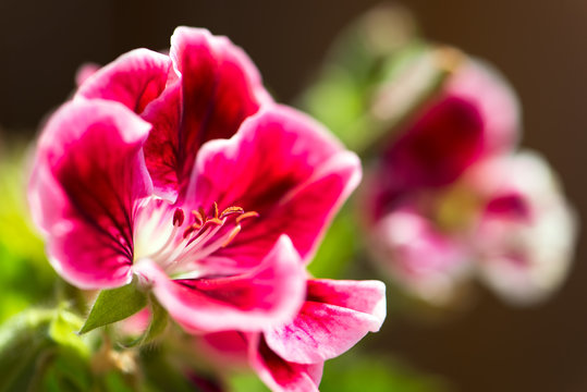close up of a beautiful, pink martha washington geranium flower in seasonal colors, horizontal composition with copy space