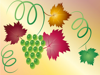 Bunch of green grapes