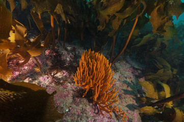 Bright orange finger sponge among brown stalked kelp Ecklonia radiata in Pacific ocean.