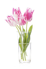 pink tulip flowers in a vase