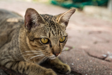 Portrait of a striped cat outdoor background.