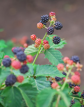 Tasty berry of blackberries growing in the garden. Close-up