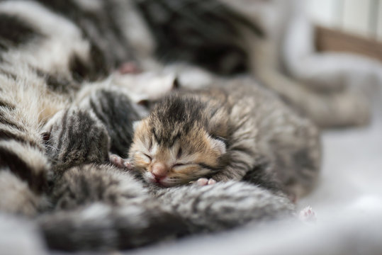 Cute new born tabby kittens sleeping with mother