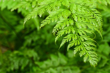 Fern leaf in the garden with area to insert text