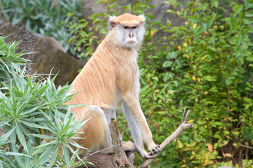 Female Patas Monkey sitting on a branch behind plants with trees in background looking to viewers right.