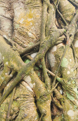 Parasitic plant invading and strangling a tree trunk