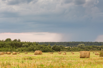 Field with straw rolls on a summer day