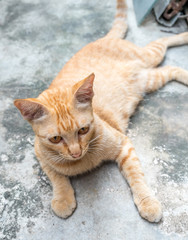 Brown cat on concrete floor