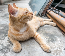 Brown cat on concrete floor
