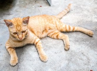 Brown cat on concrete floor