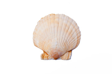 sea shell on white background
