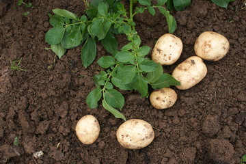 potato harvest