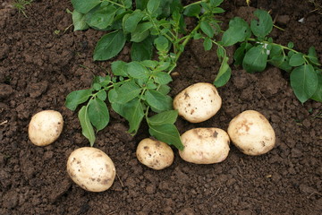 potato harvest