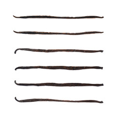 Dried vanilla pod fruit isolated