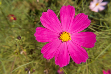 Fototapeta premium Cosmos flower stretching petals to the sun