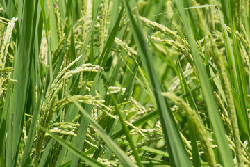 Fototapeta na wymiar Ear of rice