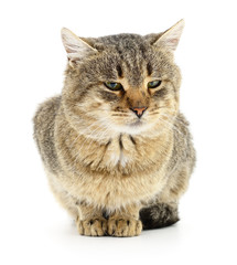 Cat on a white background