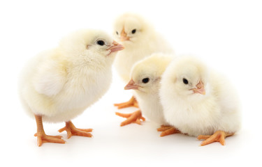 Fototapeta premium Four cute chicks.