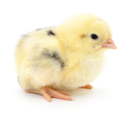 Small yellow chicken