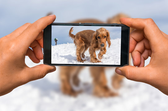 Taking photo of english cocker spaniel with mobile phone