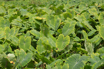 Field of Green Elephant Ear Leaves