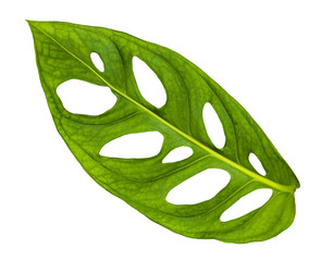 Image closeup of single green leaf back side with isolated backg