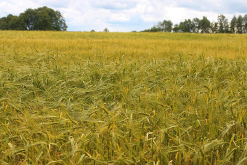 cereal rye field