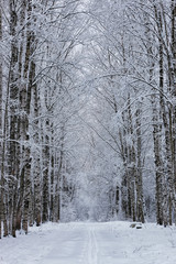 winter forest covered snow