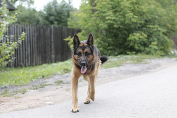 Dog german shepherd in village in summer day