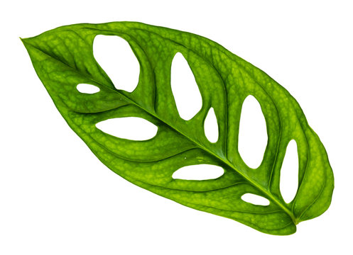 Image closeup of single green leaf with isolated background