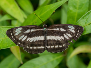 Common Sergeant, Butterfly