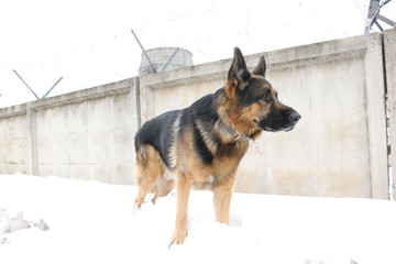 German shepherd dog is guarding an important object in winter