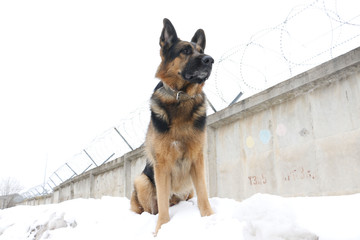 German shepherd dog is guarding an important object in winter