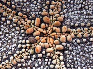 Starfish skin detail, Seestern Hautoberfläche