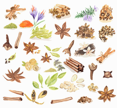 Watercolor spices set. All types of spices as cinnamon, anise, nutmeg, vanilla and more. Brown art.