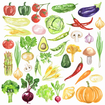 Watercolor vegetables set. Fresh and healthy vegetables on white background. Great source of vitamin.