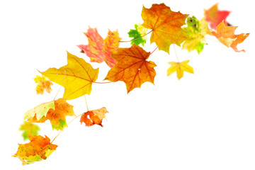 Falling autumn maple leaves on white background