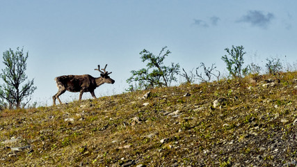 Reindeers in natural environment, Roros region, Northern Norway